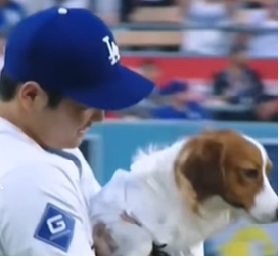 大谷翔平 犬 誰のもの