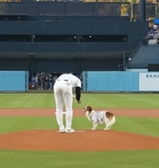 大谷翔平 犬 誰のもの