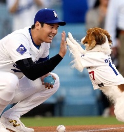 大谷翔平 犬